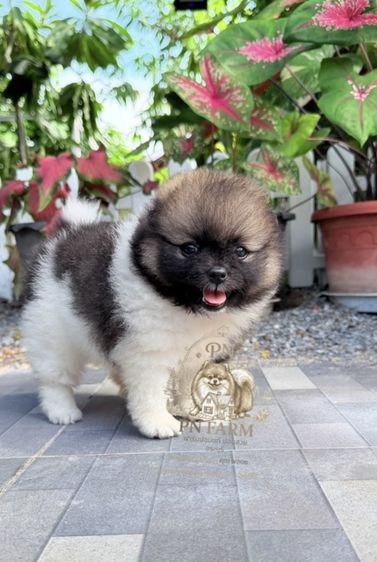 ปอมแท้ราคาถูก รูปที่ 7