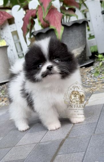 ปอมแท้ราคาถูก รูปที่ 10