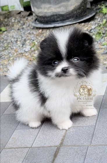 ปอมแท้ราคาถูก รูปที่ 3