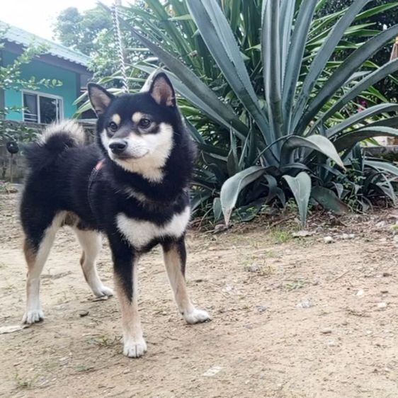 ชิบะ (Shiba Inu) เล็ก ชิบะมีใบ