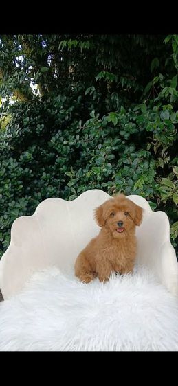 พุดเดิ้ล (Poodle) เล็ก พุดเดิ้ลผสมชิสุ