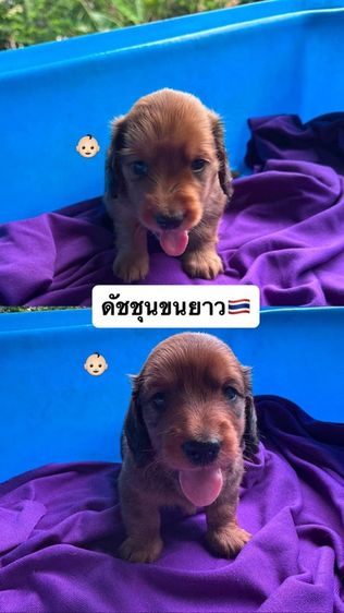 ดัชชุนขนยาวมินิ เพศผู้ รูปที่ 12