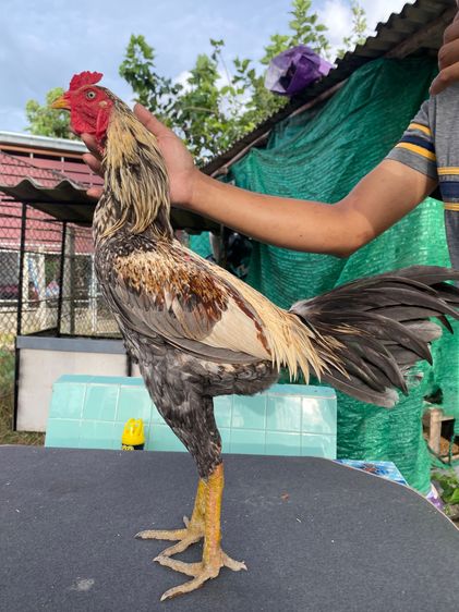 ไก่ชน