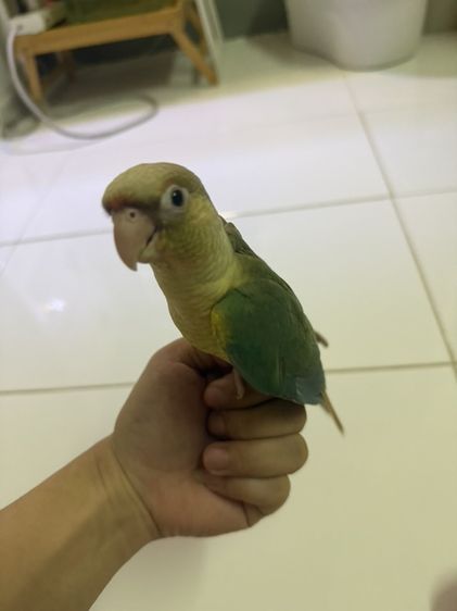 กรีนชีค