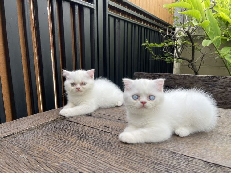 สก็อตติช โฟลด์ (Scottish Fold) สก็อตติชโฟลด์สีขาวล้วน 🤍ตาสีฟ้า🩵 ชายและหญิง