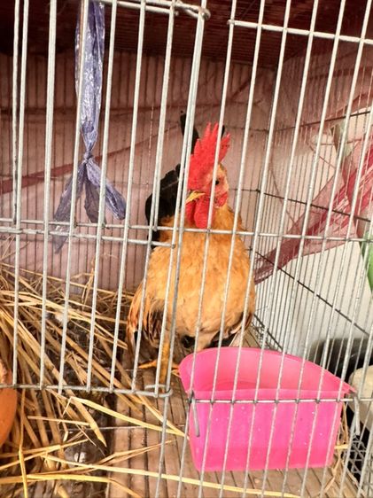 ไก่แจ้ รูปที่ 3