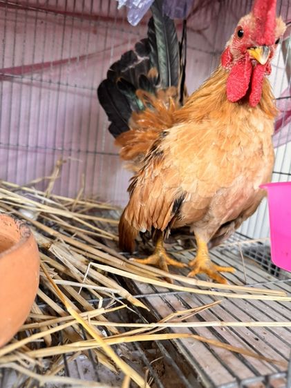 ไก่แจ้