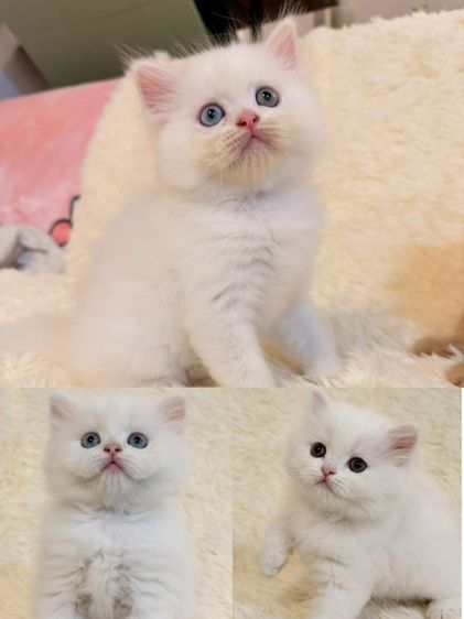 เปอร์เซียสี กระดองเต่า