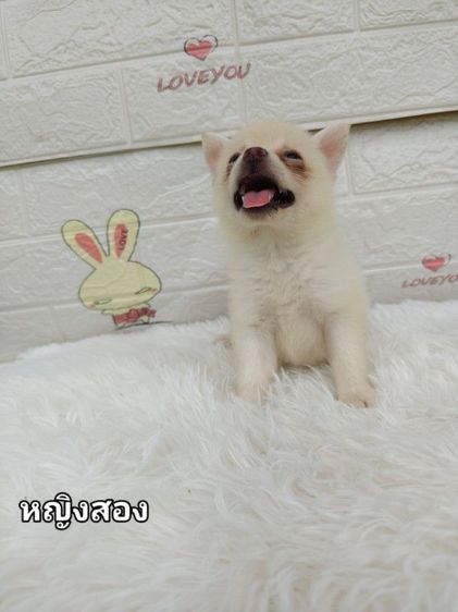 ปอม ปอม สีช็อค รูปที่ 17