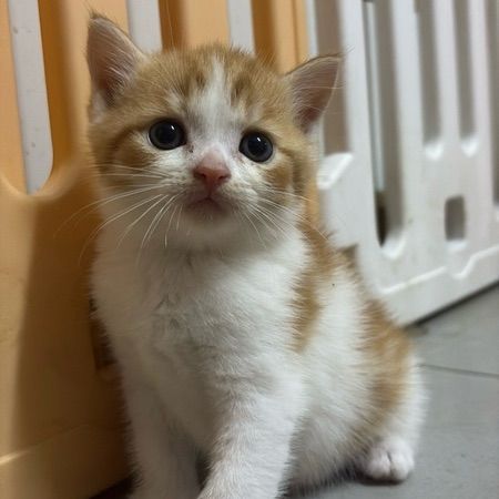สก็อตติช โฟลด์ (Scottish Fold) แมวพันธุ์สก็อตติช