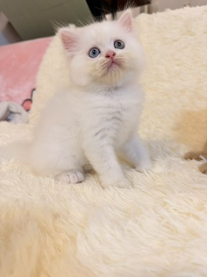 น้องแมวเปอร์เซียสีขาว น้องต้าสองสี