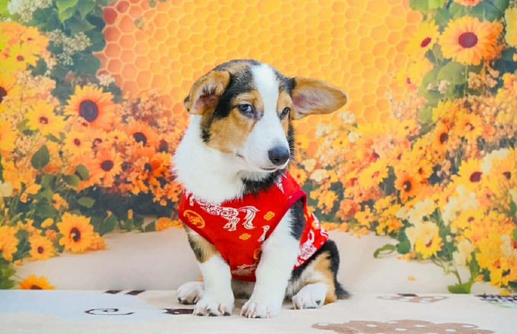 คอร์กิพู Corgipoo รูปที่ 7