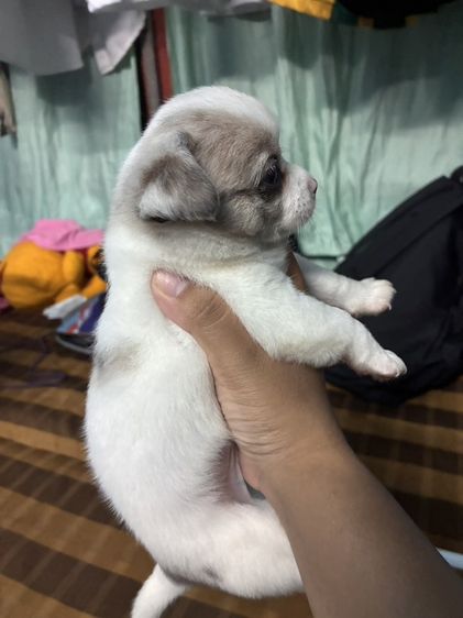 ชิวาว่าแท้ พาราย่อมเยา รูปที่ 10