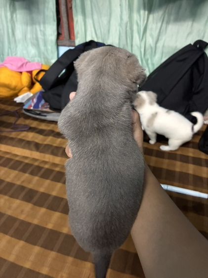 ชิวาว่าแท้ พาราย่อมเยา รูปที่ 12