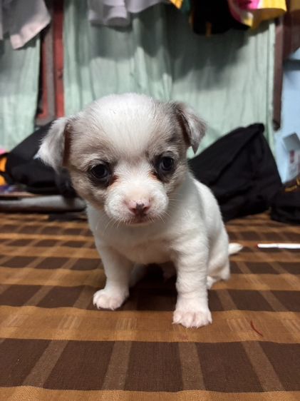 ชิวาว่าแท้ พาราย่อมเยา รูปที่ 6