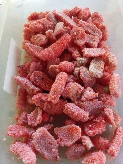 ไข่หอยเชอรี่สีทอง