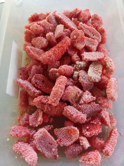 ไข่หอยเชอรี่สีทอง รูปที่ 3