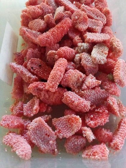 ไข่หอยเชอรี่สีทอง รูปที่ 4