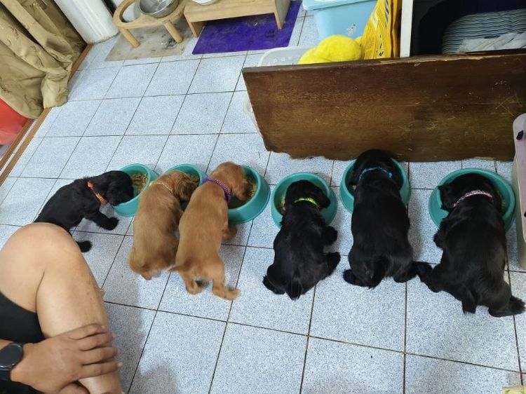 อื่นๆ English Cocker Spaniel น้องๆค็อกเกอร์นนทบุรี