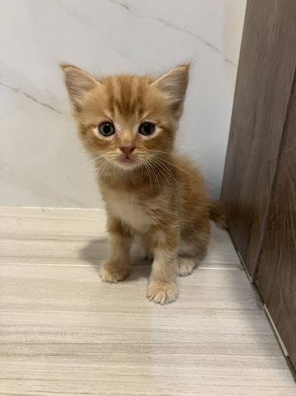 สก็อตติช โฟลด์ (Scottish Fold) หาผู้ปกครองใจดีครับ