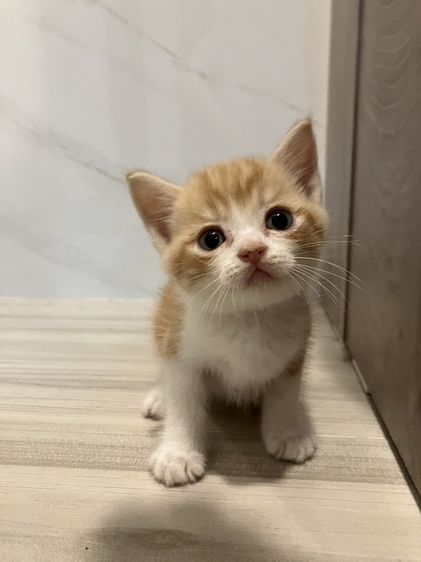 สก็อตติช โฟลด์ (Scottish Fold) หาผู้ปกครองใจดีครับ