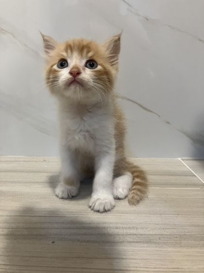 สก็อตติช โฟลด์ (Scottish Fold) หาผู้ปกครองใจดี