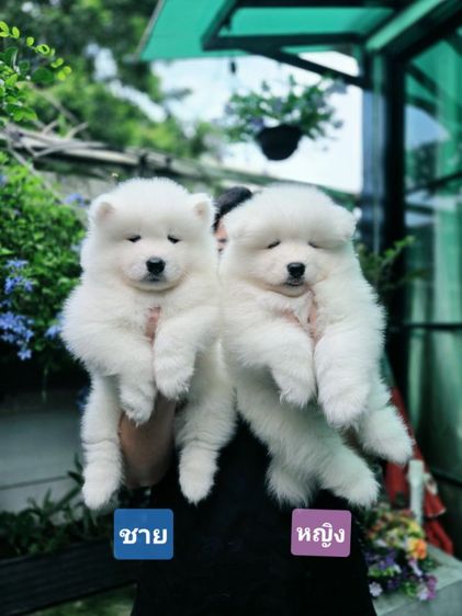 ขายลูกซามอยด์ลูกหลานไทยแลนด์แชมป์ ชายกะหญิง