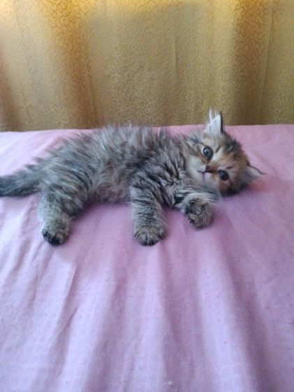 สก็อตติช โฟลด์ (Scottish Fold) สก๊อตติชโฟ