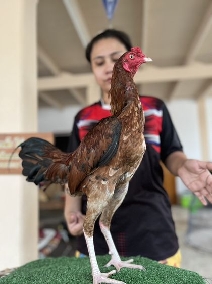 ไก่หนุ่มวัดดวง