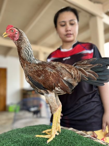 ไก่หนุ่มวัดดวง