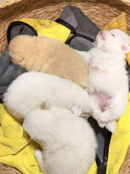 ปอมเมอเรเนียน (Pomeranian) ปอมแท้หน้าหมี