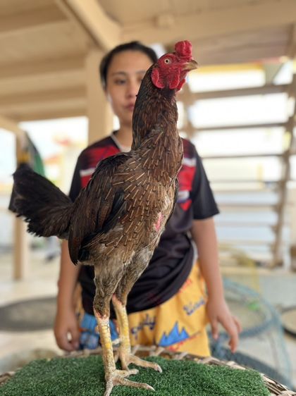 ไก่เยียร์สวยๆ
