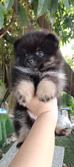 ปอมเมอเรเนียน (Pomeranian) เล็ก ปอมแท้