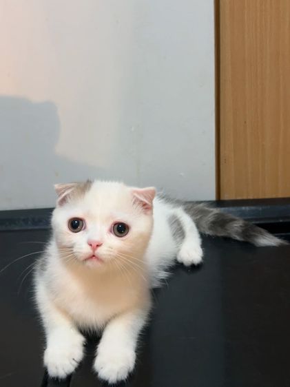 ลูกแมวสก็อตติสโฟล์ด รูปที่ 13