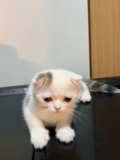 ลูกแมวสก็อตติสโฟล์ด รูปที่ 14