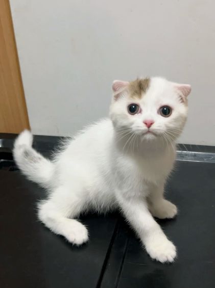 สก็อตติช โฟลด์ (Scottish Fold) ลูกแมวสก็อตติสโฟล์ด