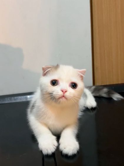 ลูกแมวสก็อตติสโฟล์ด รูปที่ 15
