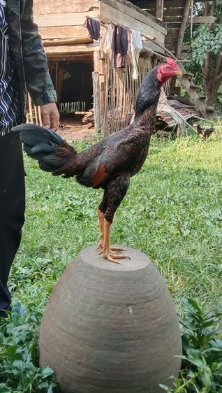 ไก่ชน