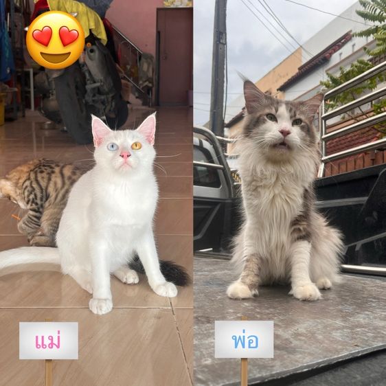 แมวขาวมณีผสมเมนคูน รูปที่ 4