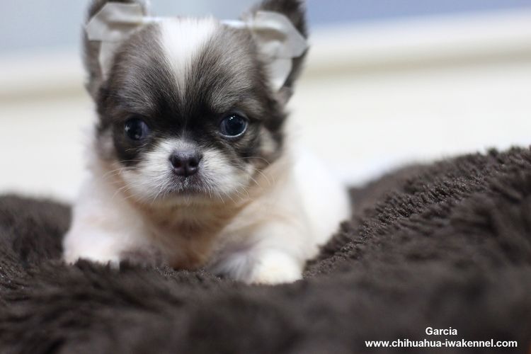 ชิวาวา (Chihuahua) เล็ก ชิวาวา ชิวาว่า chihuahua