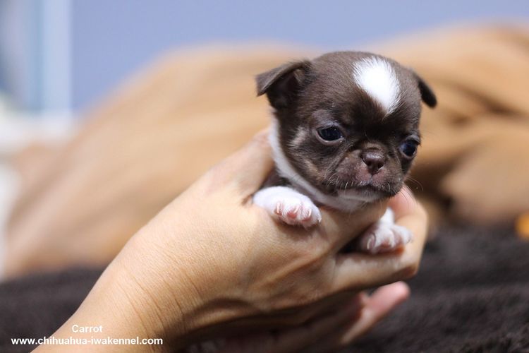 ชิวาวา ชิวาว่า chihuahua