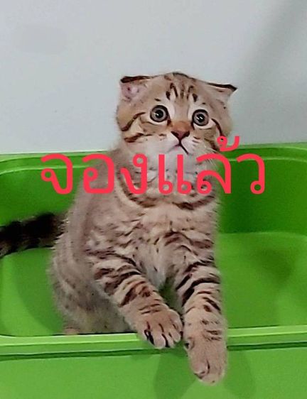 สก็อตติช โฟลด์ (Scottish Fold) ❤️ขายสก๊อตติช โฟลด์ พันธ์แท้ 100%