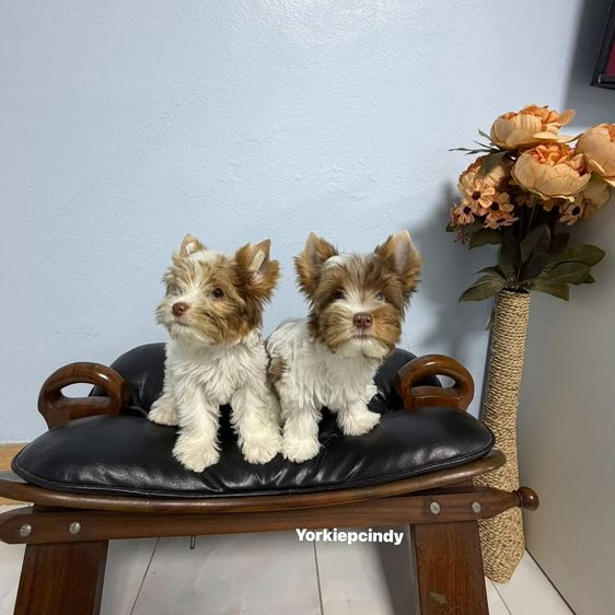 ยอร์คเชียร์ เทอร์เรีย (Yorkshire Terrier) เล็ก บีเวอร์ยอร์คเชียร์