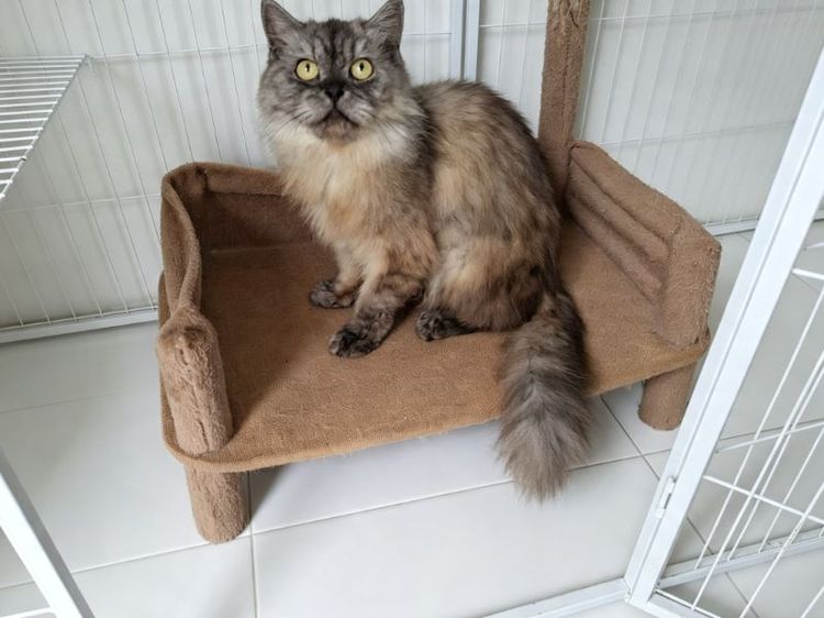 เปอเซีย