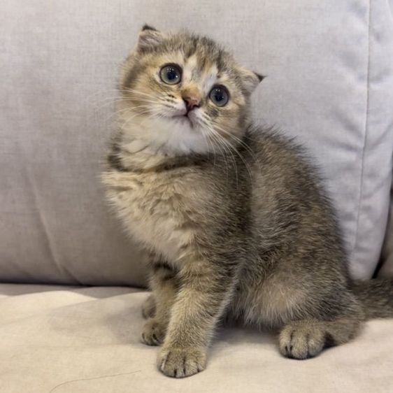 แมวสก๊อตติชโฟลด์ (Scottish Fold) รูปที่ 2