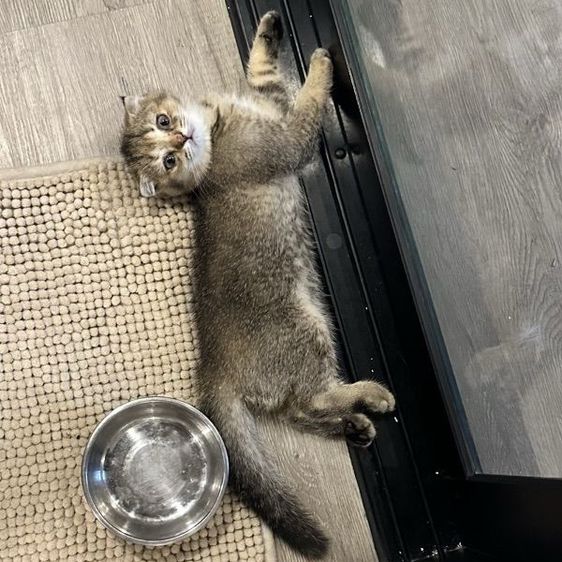 แมวสก๊อตติชโฟลด์ (Scottish Fold) รูปที่ 9