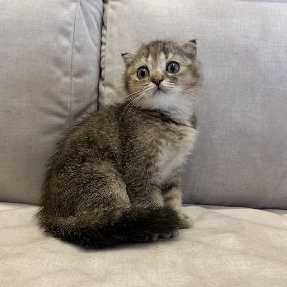 แมวสก๊อตติชโฟลด์ (Scottish Fold) รูปที่ 6