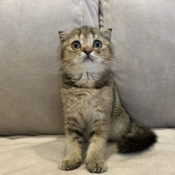 แมวสก๊อตติชโฟลด์ (Scottish Fold) รูปที่ 7