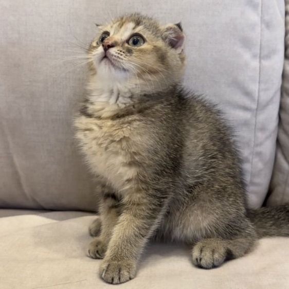 แมวสก๊อตติชโฟลด์ (Scottish Fold) รูปที่ 5