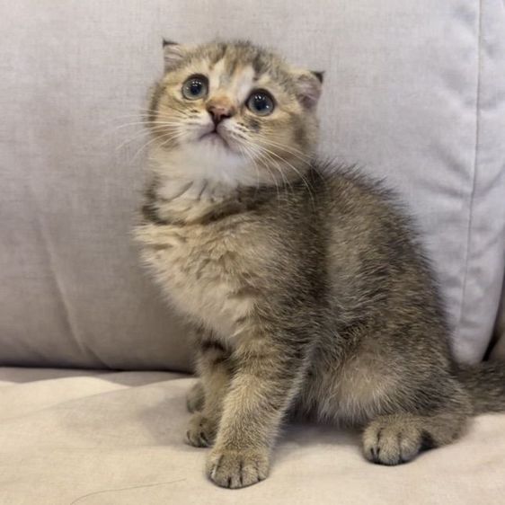 แมวสก๊อตติชโฟลด์ (Scottish Fold) รูปที่ 4